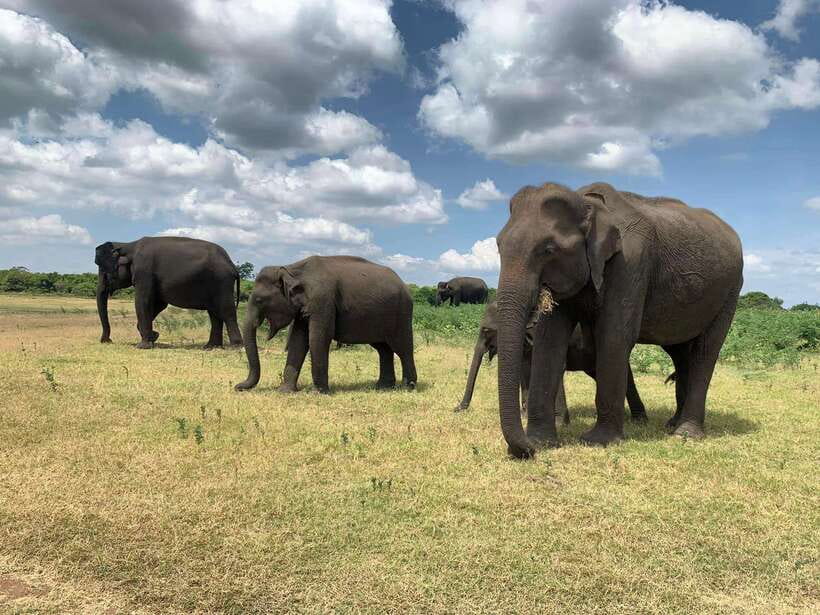 From Ella: Yala Safari with Tangalle/Mirissa/Galle Drop-off - Crowds at the gate vs quiet once you’re inside