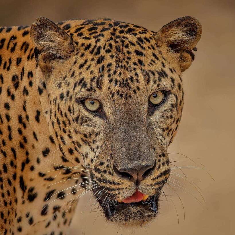 From Ella: Yala Safari with Tangalle/Mirissa/Galle Drop-off - The transfer drive: comfortable car, then switch to 4x4