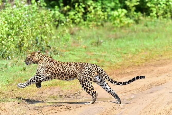 From Ella:Shuttle to Tangalle/Mirissa/Galle with Yala Safari Tour - Yala Game Drive #1 at dawn: when leopard chances peak