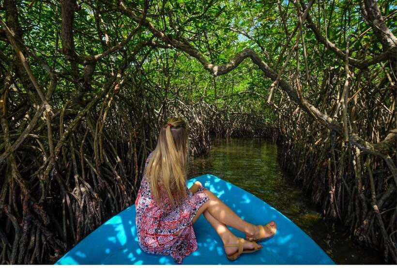 From Galle: Exclusive Madu River Safari & Turtle Hatchery - Key highlights worth planning for