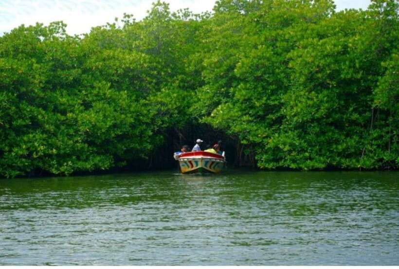 From Galle: Exclusive Madu River Safari & Turtle Hatchery - Madu Ganga wetlands: boat cruising with fishermen and bird life