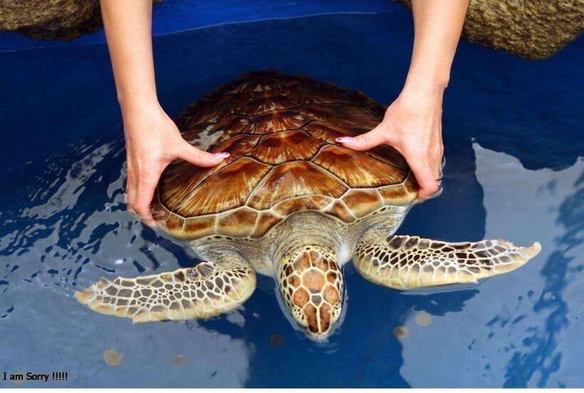 From Galle: Exclusive Madu River Safari & Turtle Hatchery - Kosgoda turtle hatchery: conservation you can actually picture