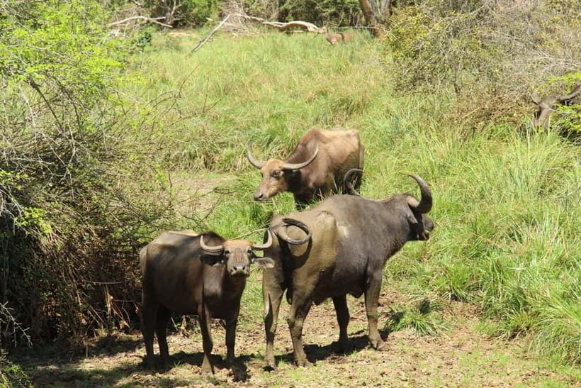 From Galle/ Mirissa/ Tangalle : Udawalawa Safari & Drop Ella - Should You Book Udawalawe Safari and Drop Ella?