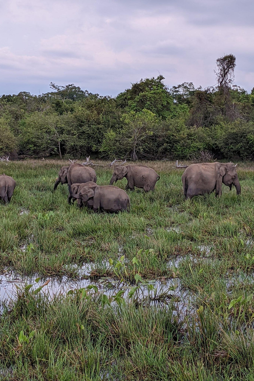 From Galle/ Mirissa/ Tangalle : Udawalawa Safari & Drop Ella - The Drive to Ella: Green Hills, Tea-Country Roads, and Night Arrivals