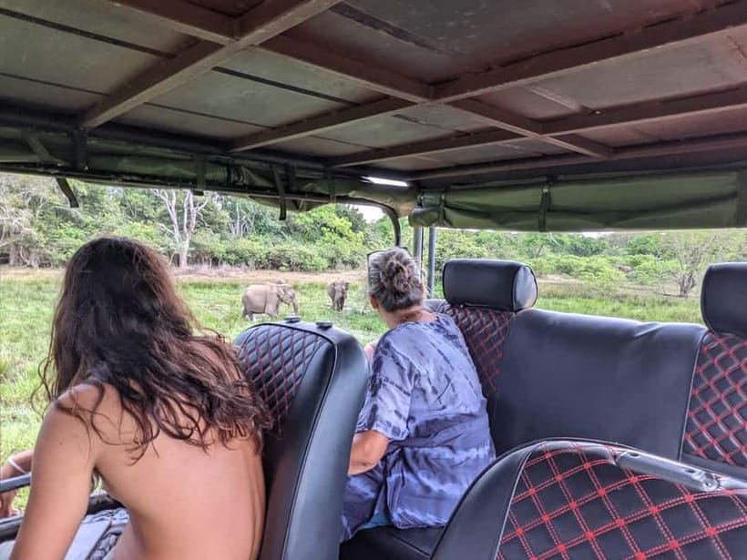 From Galle/ Mirissa/ Tangalle : Udawalawa Safari & Drop Ella - Weather and Crowds: How to Get the Best Udawalawe Day