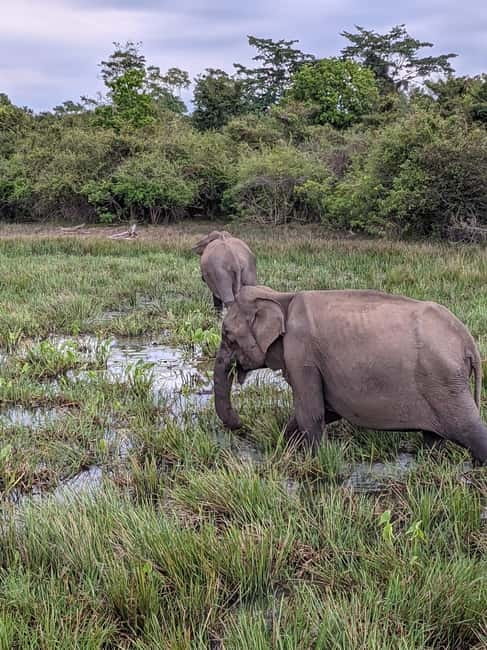 From Galle/ Mirissa/ Tangalle : Udawalawa Safari & Drop Ella - Who This Tour Fits—and Who Should Skip It