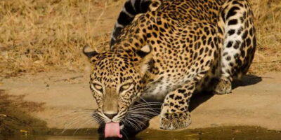 From Hikkaduwa/ Galle/ Mirissa - Yala National Park Safari - Yala National Park safari: what the guided wildlife search actually delivers