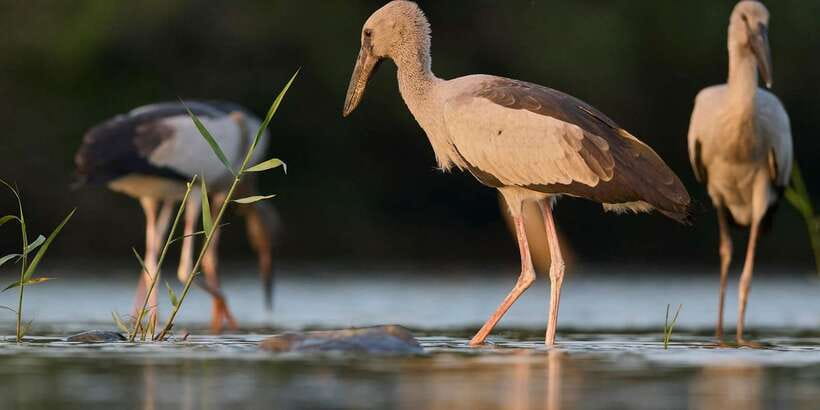 From Hikkaduwa/ Galle/ Mirissa - Yala National Park Safari - Price and value: $54 looks low until you add the park entrance ticket