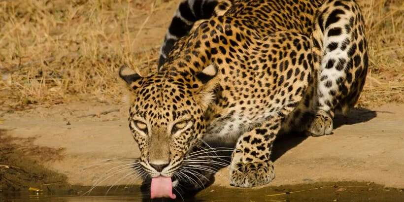 From Hikkaduwa/ Galle/ Mirissa - Yala National Park Safari - Yala National Park safari: what the guided wildlife search actually delivers