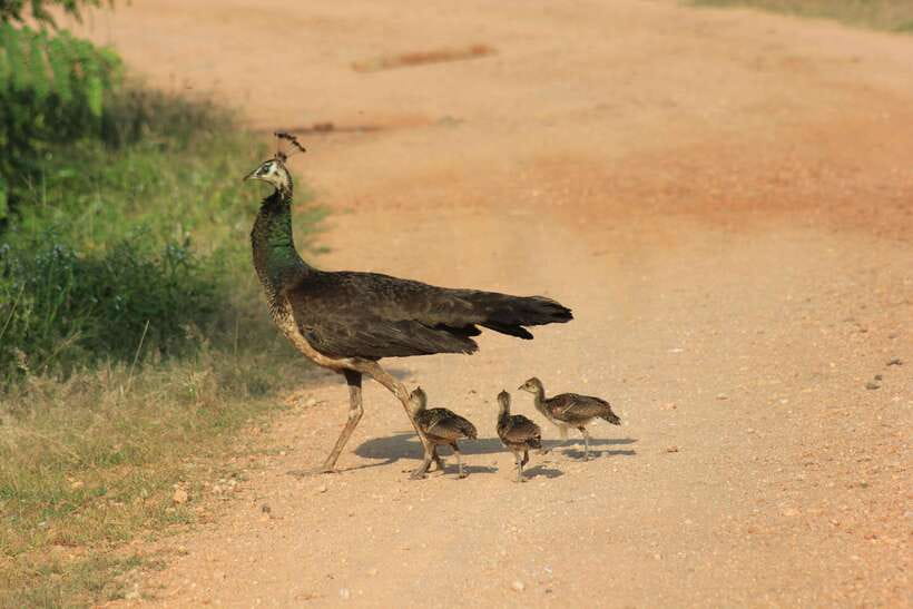 From: Hikkaduwa/ Galle/ Unawatuna/ Talpe - YALA Safari - Two game drives, timed to keep your chances alive