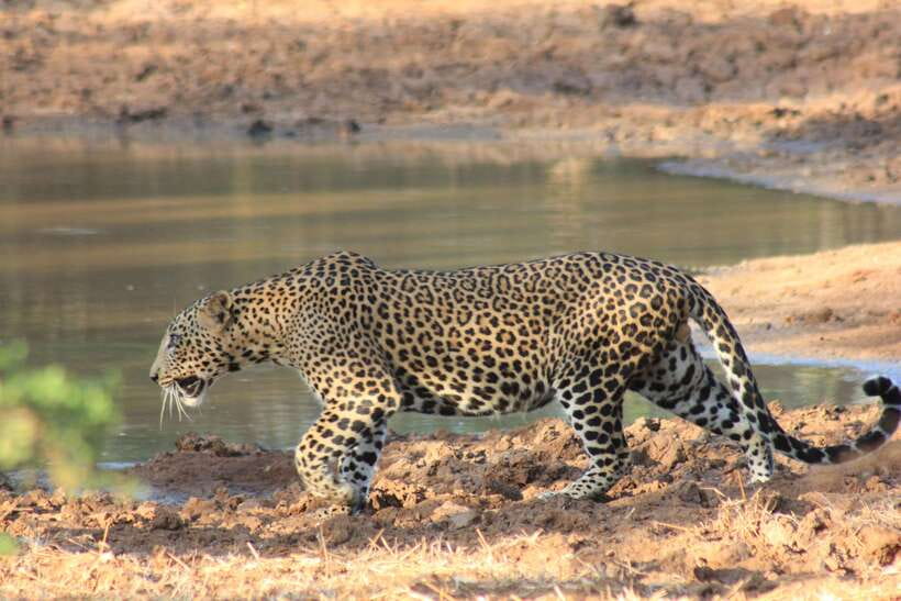 From: Hiriketiya/ Tangalle - YALA Safari Tour - Price and value: $43 plus the park entrance fee you must pay