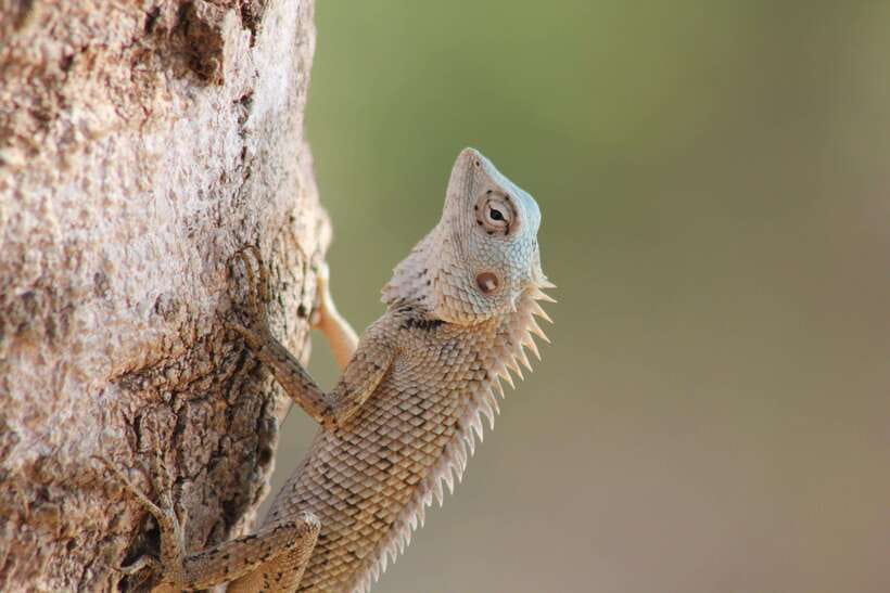 From: Hiriketiya/ Tangalle - YALA Safari Tour - Game drive #1: the first 2 hours inside Yala (your best shot)
