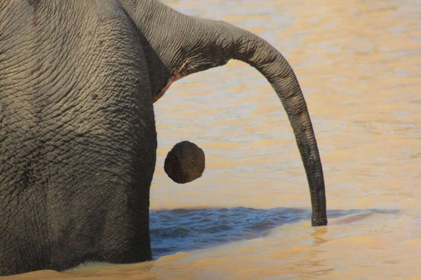 From: Hiriketiya/ Tangalle - YALA Safari Tour - Game drive #2: the final 1 hour that often brings surprises