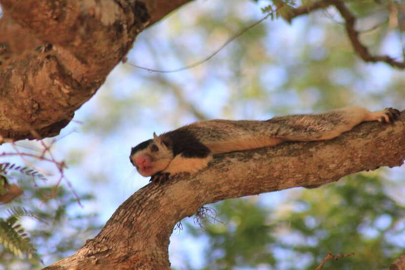 From: Hiriketiya/ Tangalle - YALA Safari Tour - Who’s running the show: licensed guides and a long-running operator