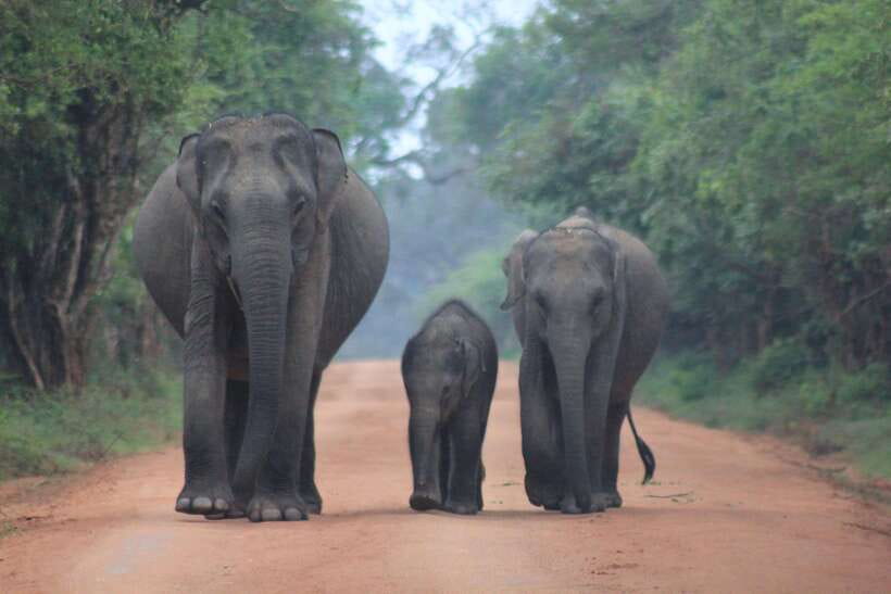 From: Hiriketiya/ Tangalle - YALA Safari Tour - Pickup from Hiriketiya and Tangalle: fast transfers, shared vehicles, and luggage control