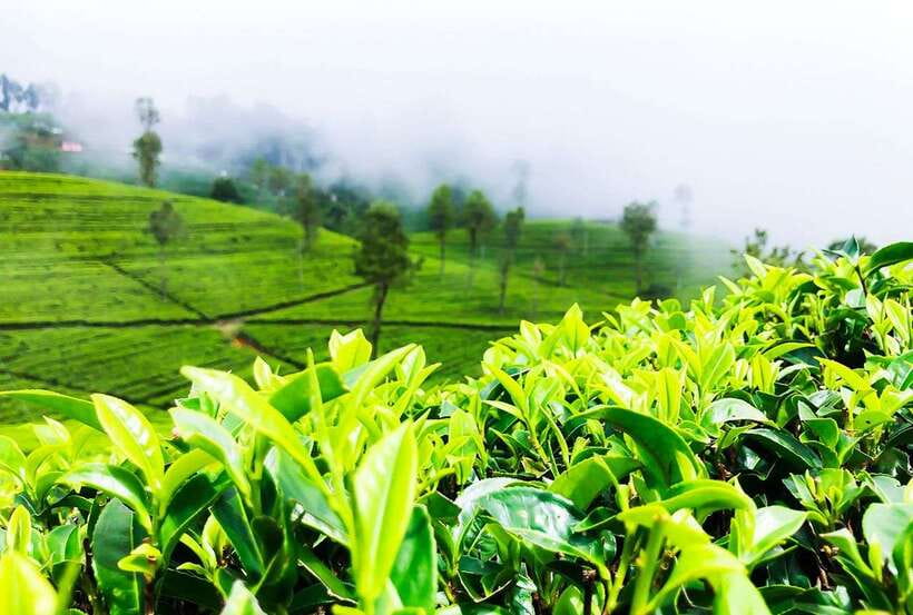 From Kandy: All Inclusive Nuwara Eliya Day Tour with Lunch - Nuwara Eliya walking loop: Victoria Park, Gregory Lake, and old-school town corners