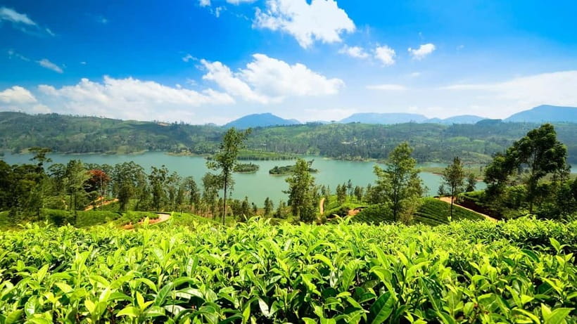 From Kandy: Ella Drop Tour via Nuwara Eliya - Tea Factory and Labukele Plantations: What to Look For