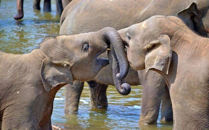 From Kandy: Kandy To Pinnawala Day Tour by Tuk Tuk - Elephant culture in Sri Lanka: why this place exists