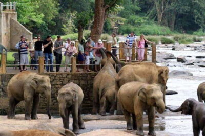 From Kandy: Kandy To Pinnawala Day Tour by Tuk Tuk - Pinnawala Elephant Orphanage: what you actually see and when