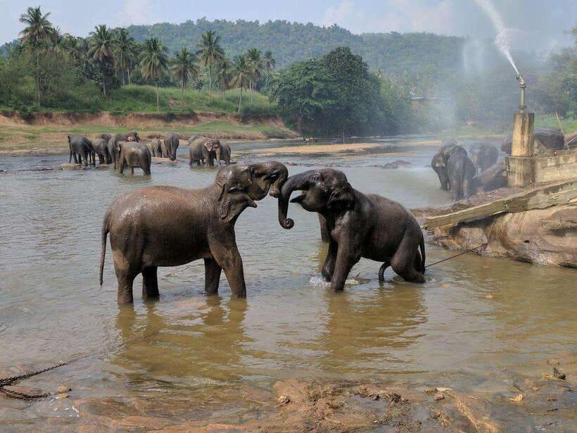 From Kandy: Kandy To Pinnawala Day Tour by Tuk Tuk - Kandy viewpoints and walking time: where the city story starts to click