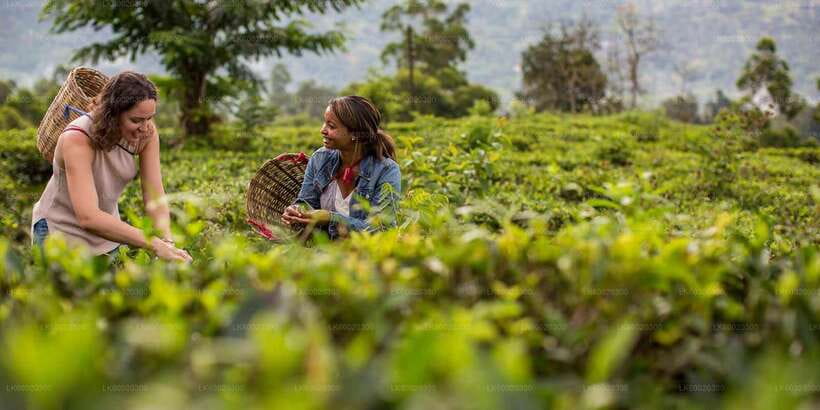 From Kandy: Nuwara Eliya by Train - Arriving at Nuwara Eliya: Cottages, Cool Air, and Lake Gregory