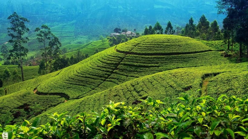 From Kandy: Nuwara Eliya Tour via Ambuluwawa [Private Tour] - From Kandy at 7:45AM: How the Day Really Moves