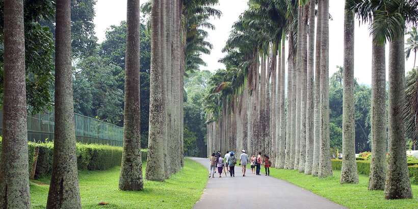 From Kandy: Pinnawala Day Tour - Quick highlights from the Pinnawala Day Tour