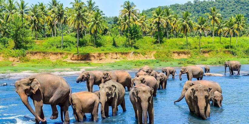From Kandy: Pinnawala Day Tour - Your day at a glance: the route you’ll actually feel