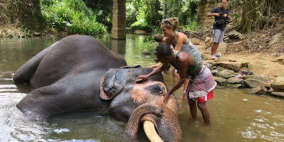 From Kandy: Pinnawala Day Tour - Kandy pick-up, tuk-tuk comfort, and why it changes the whole day