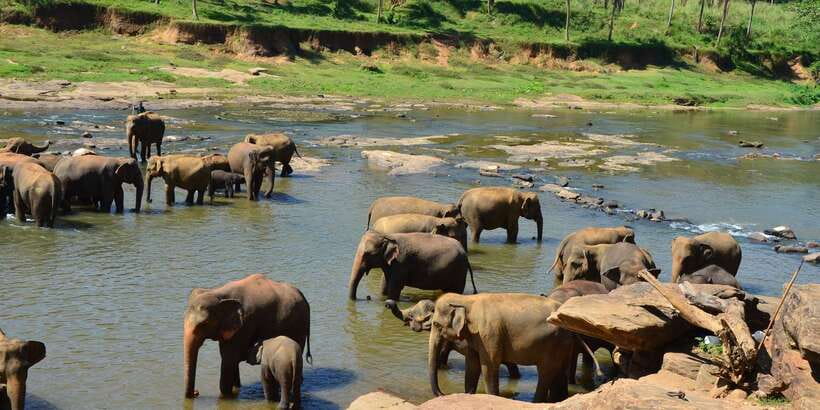 From Kandy: Pinnawala Day Tour - Pinnawala Elephant Orphanage: what to expect when you get there