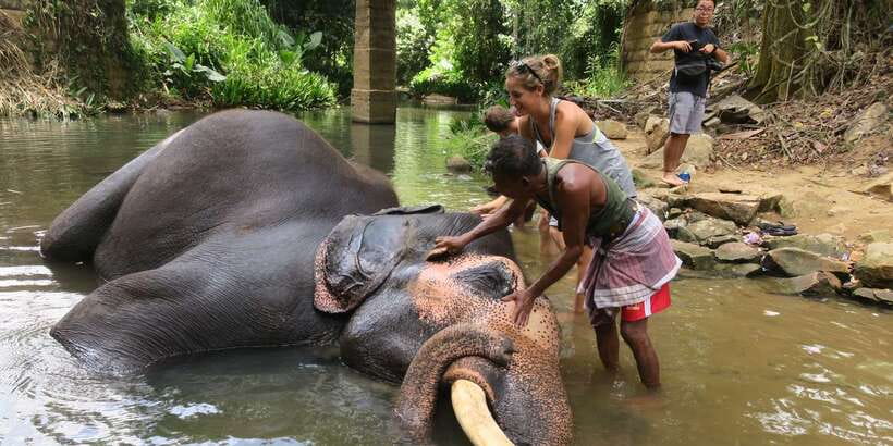 From Kandy: Pinnawala Day Tour - Kandy pick-up, tuk-tuk comfort, and why it changes the whole day