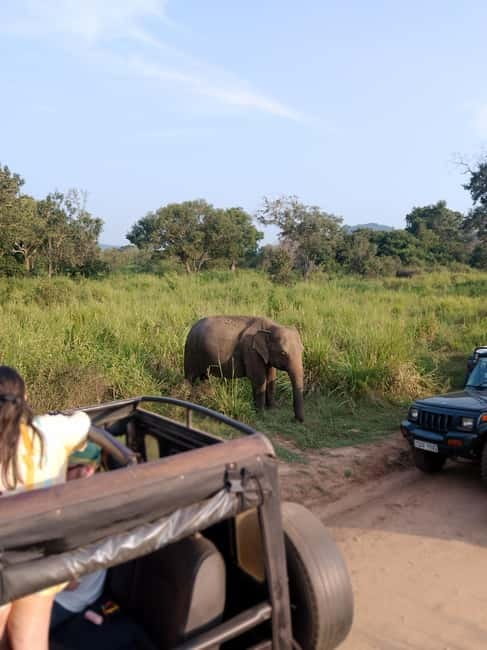 From Kandy: Sigiriya & Dambulla Day Tour with Safari - Sigiriya and Dambulla in One Day: Why This Combo Works