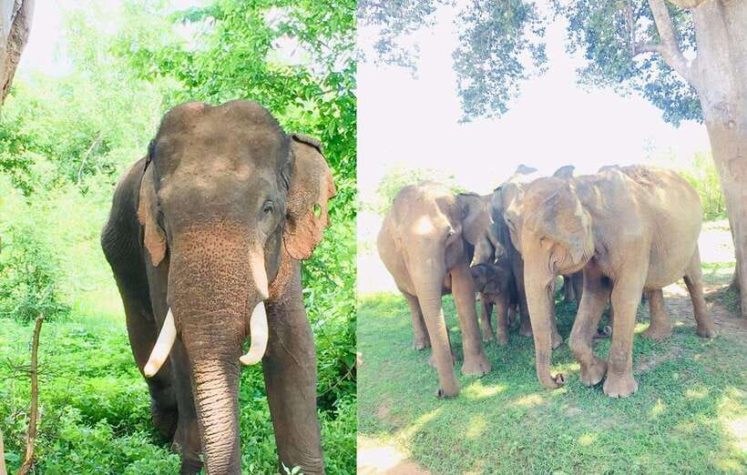 From Kandy: Sigiriya Rock Dambulla & Minneriya Jeep Safari - Village life stop: farming, cooking, and talking with locals