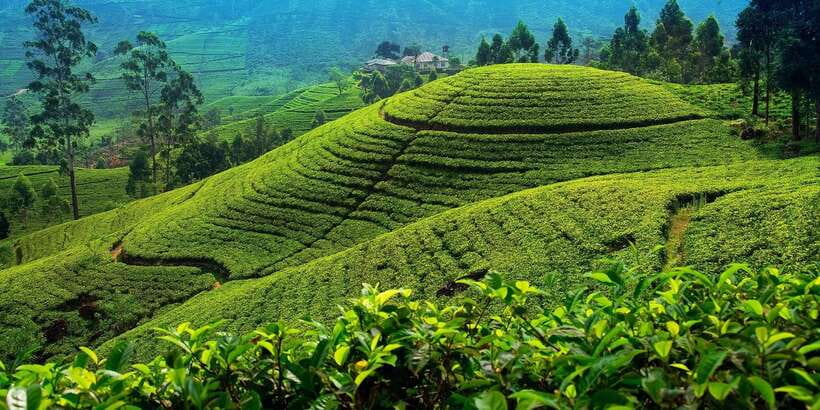 From Kandy To Nuwara Eliya Drop Tour - Private Tour - Quick Takes Before You Go
