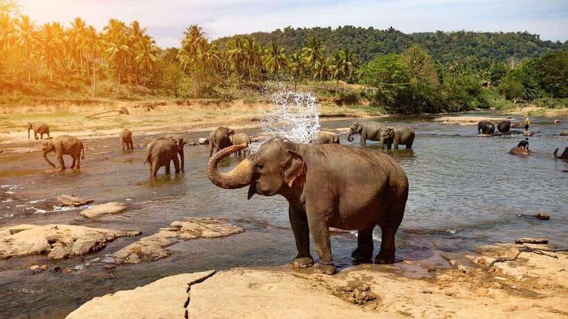 From Kandy To Pinnawala Private Day Tour via Ambuluwawa - Key highlights to look for