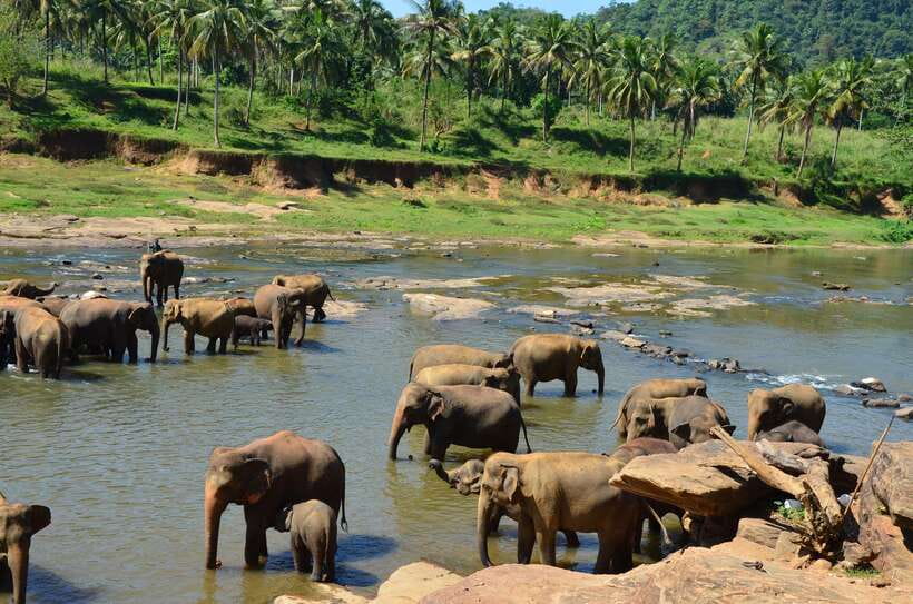 From Kandy To Pinnawala Private Day Tour via Ambuluwawa - What to bring (and what to avoid) so the day stays pleasant