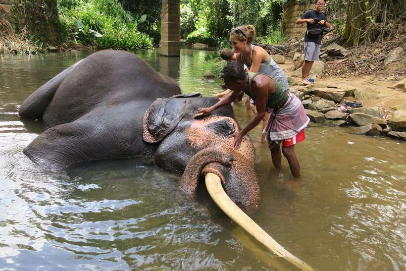 From Kandy To Pinnawala Private Day Tour via Ambuluwawa - A 10-hour Kandy day built around elephants and evening temple rituals