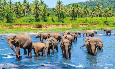 From Kandy To Pinnawala Private Day Tour via Ambuluwawa - From Asgiriya Stupa to woodcarving: the ride that sets the tone