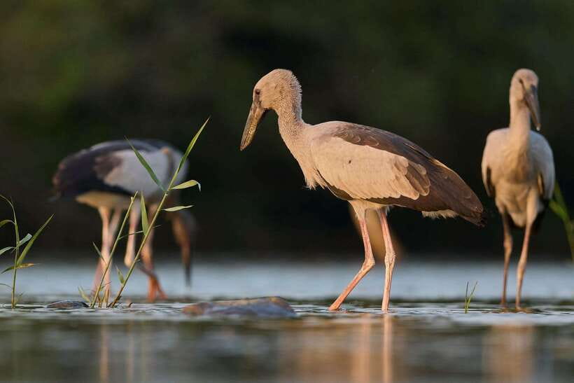 From Mirissa/Galle/Hikkaduwa: Udawalawa National Park Safari - Key things to know before you go