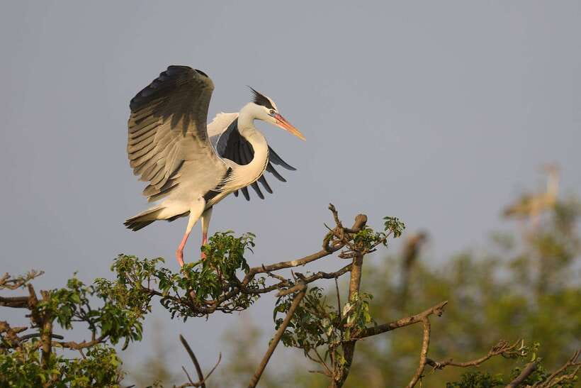 From Mirissa/Galle/Hikkaduwa: Udawalawa National Park Safari - Tips to make your day run smoother