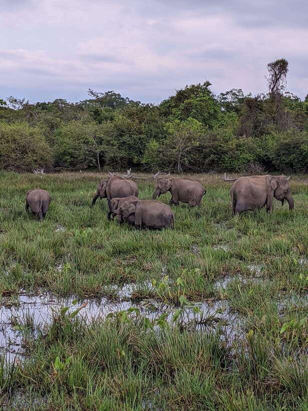 From Mirissa/Galle/Hikkaduwa: Udawalawa National Park Safari - The Udawalawe safari: what to expect from the jeep day