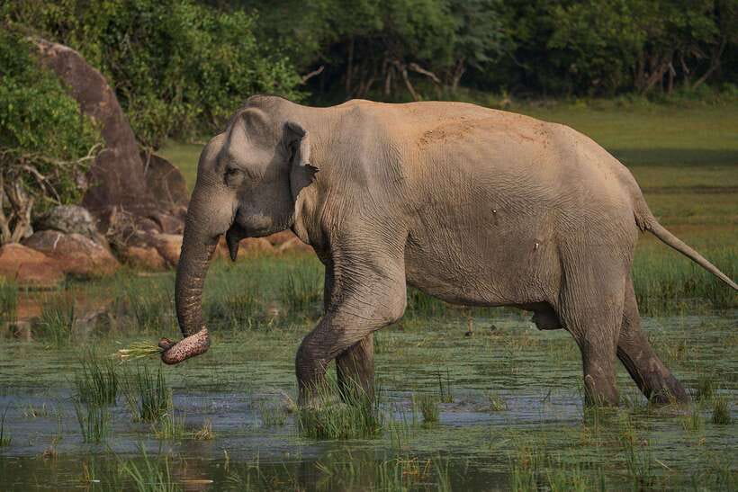 From Mirissa/Galle/Hikkaduwa: Udawalawa National Park Safari - Elephant Transit Home: the rehab visit that changes the mood