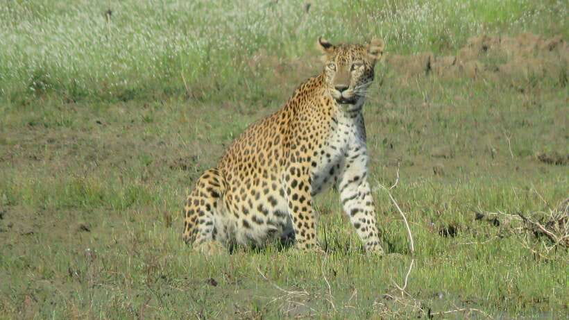 From Mirissa/Galle/Hikkaduwa: Udawalawa National Park Safari - Who should book this safari day