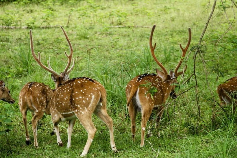 From Mirissa / Galle / Tangalle to Yala Safari & Drop- Ella - Key highlights at a glance