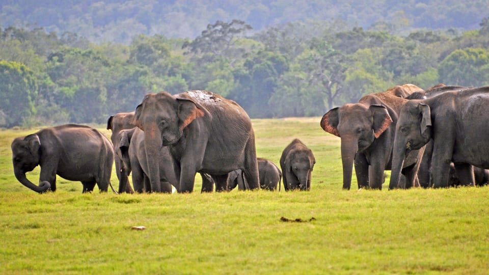 From Mirissa / Galle / Tangalle to Yala Safari & Drop- Ella - What to Pack and Wear (So You Don’t Hate the Day)