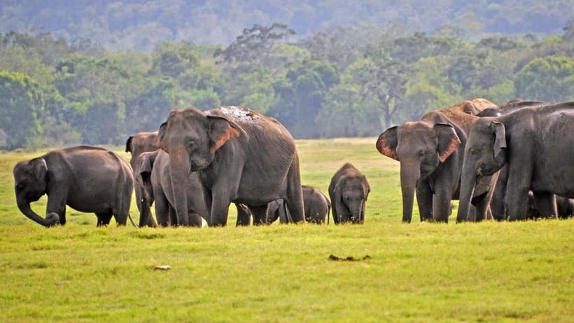 From Mirissa / Galle / Tangalle to Yala Safari & Drop- Ella - Yala Safari With Ella Drop-Off: Why This Package Works