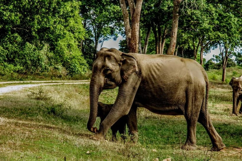 From Mirissa / Galle / Tangalle to Yala Safari & Drop- Ella - Price and Value: The $11 Ticket and the Real Costs
