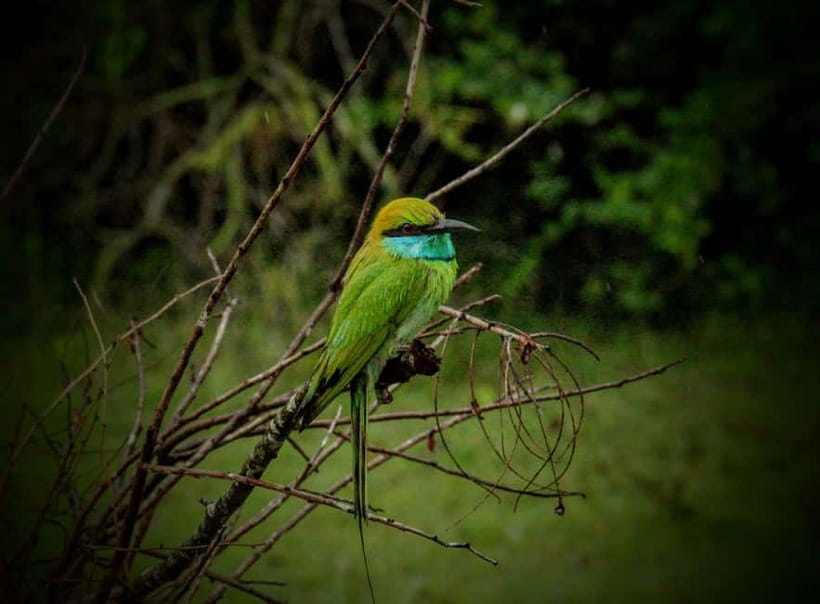 From Mirissa / Galle / Tangalle to Yala Safari & Drop- Ella - Timing That Matters: 9–16 Hours and Early Starts