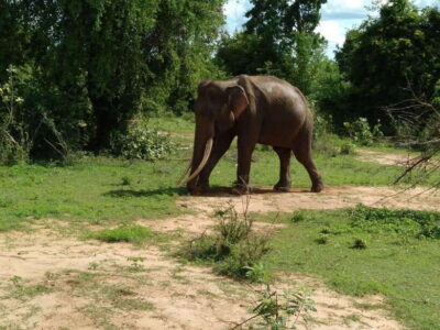 From Mirissa/ Weligama : Udawalawe Safari - Day Trip - Pickup, the Air-Conditioned Ride, and the Udawalawa Reservoir Stop