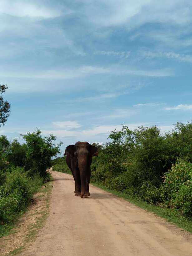 From Mirissa/ Weligama : Udawalawe Safari - Day Trip - The Animals You’re Most Likely to See (Plus a Few Nice Bonuses)